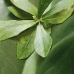Content Clusters - A close up of a green leaf on a large leaf