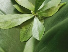 How to Use Content Clusters to Improve Seo?