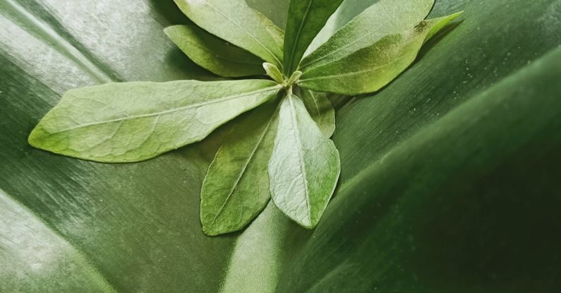 Content Clusters - A close up of a green leaf on a large leaf