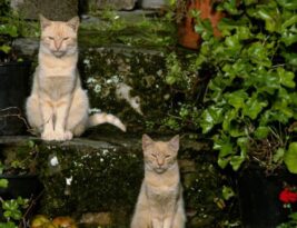 How Do Animations Enhance User Interface Design?