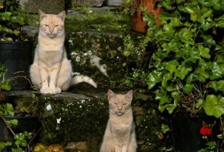 Animations - Two cats sitting on a stone wall